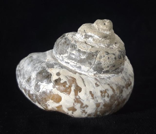 Pleurotomaria cf. actinomorphala EUDES-DESLONG-CHAMPS 1849 - Bild © FossNet FossilienStore